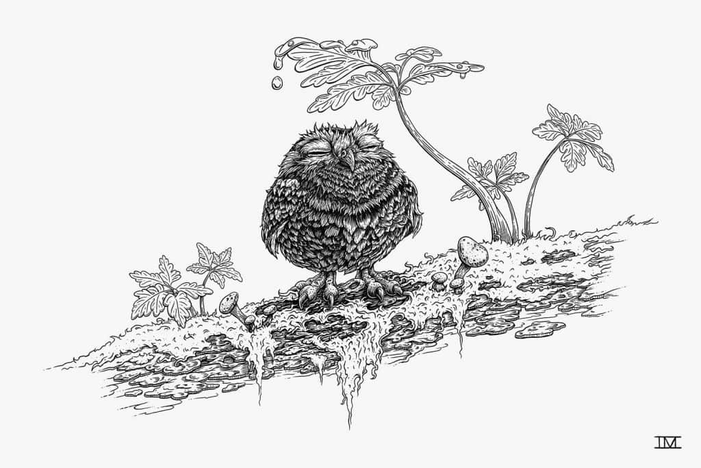 Little Owl, a small owl takes shelter beneath a leaf, rendered in pen and ink