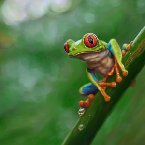 Digital painting of a green frog with red eyes sitting on a green branch