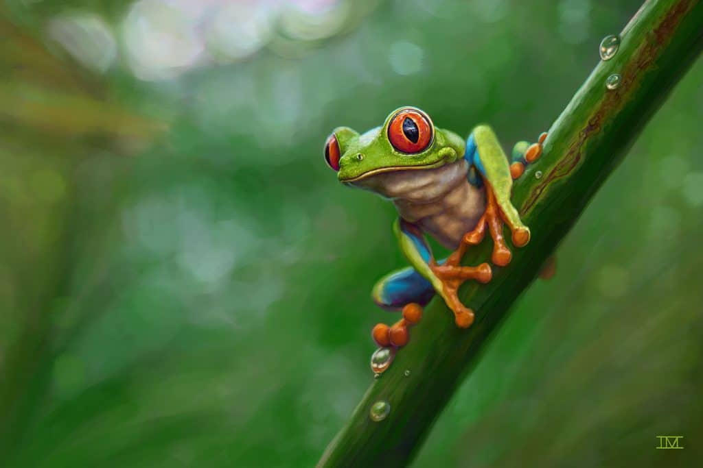 Ojos Rojas a bright green frog with red eyes sits atop a green branch in a tropical forest